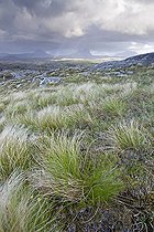Lande herbeuse au pied du Mont Canisp Ecosse ; En arrière plan, la silhouette du Mont Suilven est éclairée par des  rayons de soleil.
