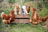 Cock Hens and Cats on a woody box in a garden