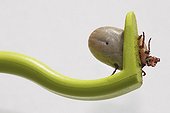 Tick on a clip