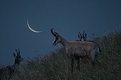 Chamois on the stubble in the moonlight Massif Hohneck