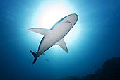 Silvertip shark swimming near Coco Island Costa Rica ; Near seamount Silverado (cleaning station for these Sharks).