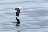 Albatross fishing off West Point Island Falklands