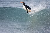 Gentoo penguin surfing Sea Lion Island Falklands