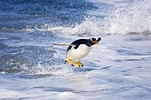 Gentoo penguin jumping out of water Falkland Islands ; Location : Sea Lion Island