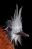 Portrait of White-plumed Antbird French Guiana