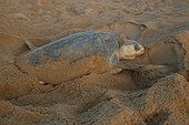 Pacific ridley sea turtle after laying French Guiana