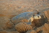 Pacific ridley sea turtle hiding his laying with sand