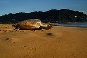 Pacific ridley sea turtle go back to ocean after laying