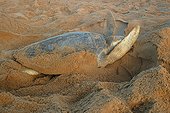 Pacific ridley sea turtle hiding his laying with sand