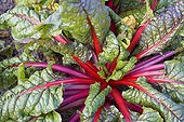 Swiss chard or in a vegetable garden
