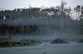 Beaver hut in the fog Elk Island Canada 