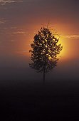 Isolated tree at sunrise Elk Island Canada 
