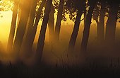Trees at sunrise Elk Island Canada 
