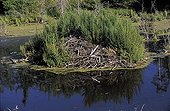 Castor hut covered with vegetation Elk Island Canada