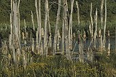 Dead tree trunks in Castor pond  Elk Island Canada