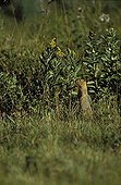 Richardson's Ground Squirrel on the watch Elk Island Canada