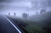 Bisons in the early morning roadside Elk Island Canada 