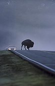 Cars and Bisons in the early morning roadside Elk Island