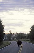 Bison on a road in the early morning Elk Island Canada