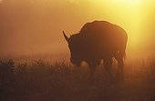 Bison female in the early morning Elk Island Canada