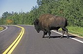 Male Bison crossing a road Elk Island Canada 