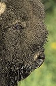 Portrait of Male Bison Elk Island National Park Canada 