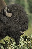 Portrait of Male Bison Elk Island National Park Canada 