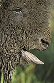 Portrait of Male Bison Elk Island National Park Canada 