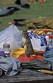 Americain Red Squirrel on a camping table Elk Island Canada
