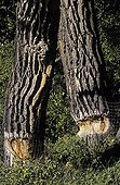 Fremont cottonwoods beavers protected by a fence Canada