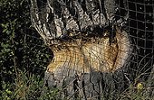 Fremont cottonwood beavers protected by a fence Canada