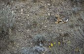 Jeune Lapin de Nuttall Parc provincial Dinosaure Canada