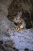 Jeune Lapin de Nuttall Parc provincial Dinosaure Canada