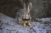 Jeune Lapin de Nuttall Parc provincial Dinosaure Canada