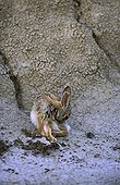 Jeune Lapin de Nuttall Parc provincial Dinosaure Canada
