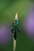 Thick-legged Flower Beetle male posed on a gramineae France