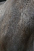 Neck and chest of a Nantaise cow France 