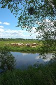 Herd of Cows in the Marais du Cotentin 