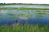 The Marais du Cotentin  Normandie France
