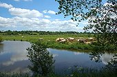 Herd of Cows in the Marais du Cotentin Normandy 