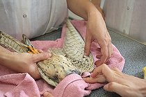 Soins d'un rapace diurne dans un centre de soins France ; Localisation : au centre de soins pour animaux sauvages de Nantes
