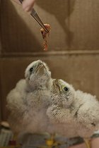 Nourrissage de jeunes rapaces abandonnés France ; Localisation : au centre de soins pour animaux sauvages de Nantes