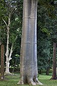 Macondo trunk Peradeniya Botanical Garden Kandy 