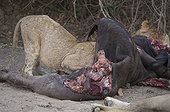 Lions devouring a carcass buffalo South Luangwa Zambia