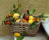 Harvest of citrus fruits in a basket
