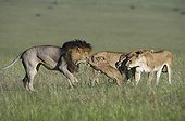 Lion attacking a cub of troupe Masai Mara Kenya