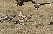 Jackal protecting his prey to vultures Masai Mara 