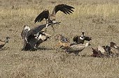 Jackal protecting his prey to vultures Masai Mara 