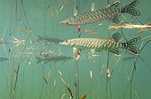 Pike and reflection in Pondweeds Lake of Jura France  ; Veolia Environnement Wildlife Photographer of the Year 2009<br/>The Underwater World - Winner<br/>Pike reflection