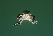 Common toad swimming Front Lake of Jura France ; Feature: "A fleur d'eau"